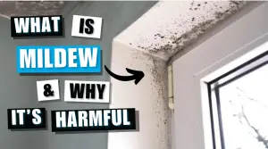 Understanding Mildew: What It Is and Why It's Harmful 